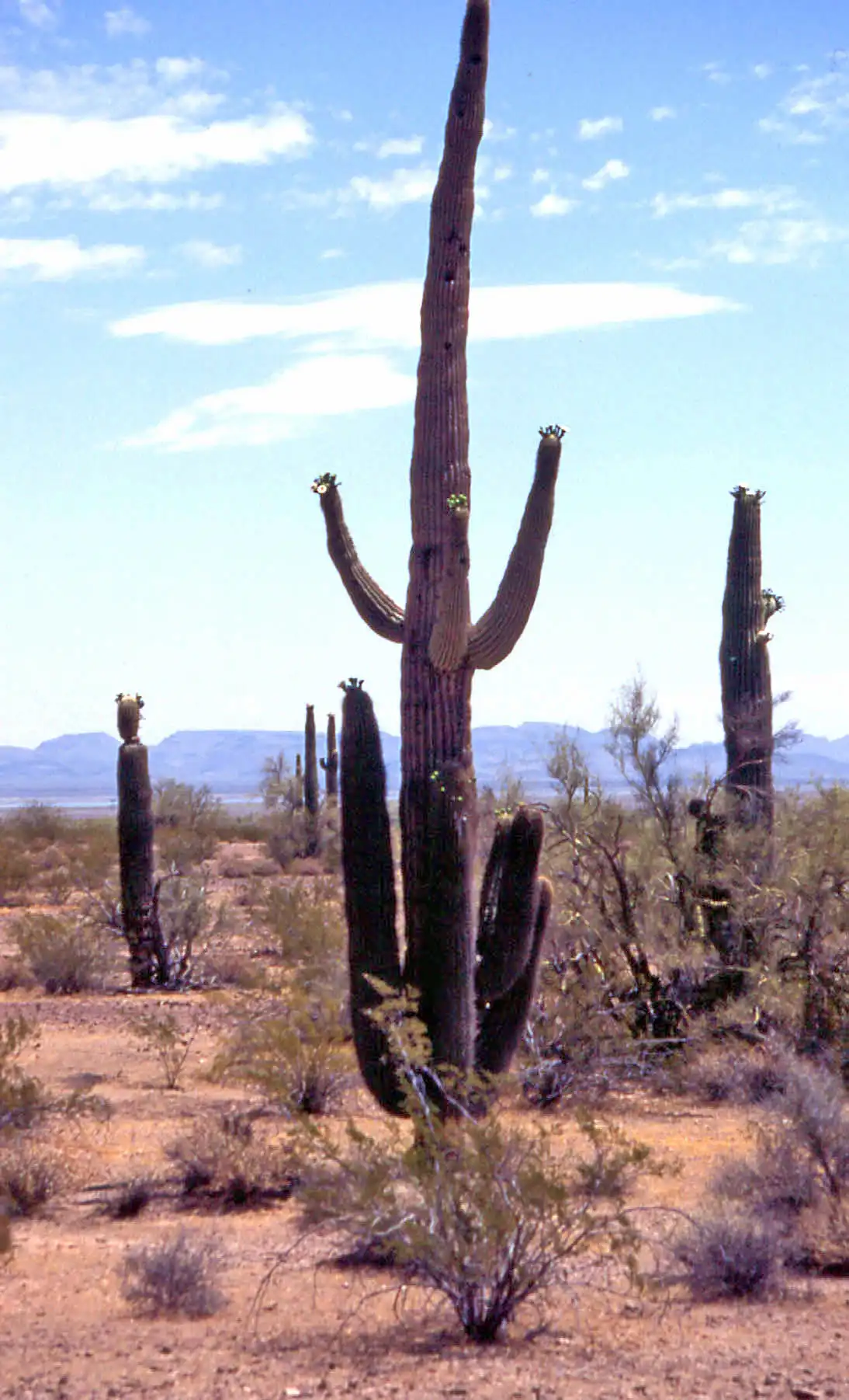 Saguaro National Park